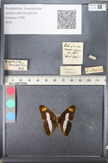 Media type: image;   Entomology 145284